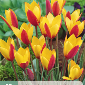 Tulppaani 'Clusiana Cynthia' 10 kpl