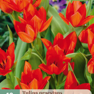 Tulppaani 'Zwanenburg's Variety' 10 kpl
