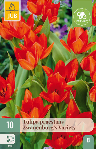 Tulppaani 'Zwanenburg's Variety' 10 kpl