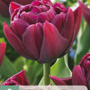 Tulppaani 'Alison Bradley' 7 kpl