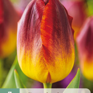 Tulppaani 'Amberglow' 7 kpl