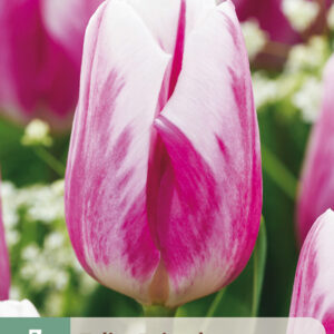 Tulppaani 'Bojangles' 7 kpl