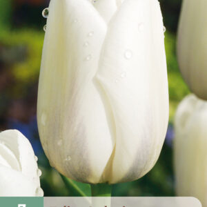 Tulppaani  'Catherina' 7 kpl