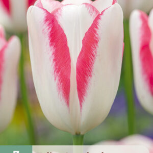 Tulppaani 'Graceland' 7 kpl