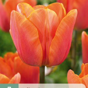 Tulppaani 'Jimmy' 7 kpl
