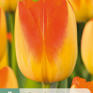 Tulppaani  'Prinz Armin' 7 kpl