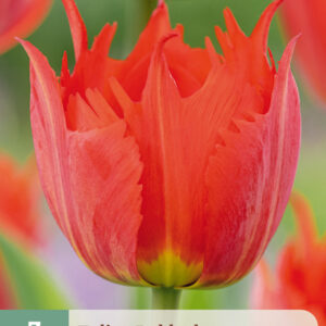 Tulppaani 'Robbedoes' 7 kpl