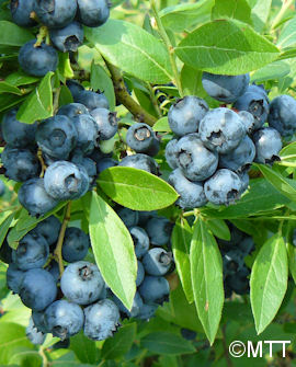 Tarhapensasmustikka 'Saani'; At,2L