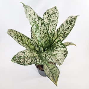 Kirjovehka 'White Etna' p.21