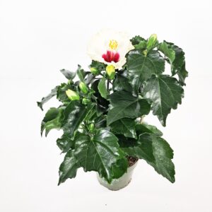 Kiinanruusu 'Boreas White' p13