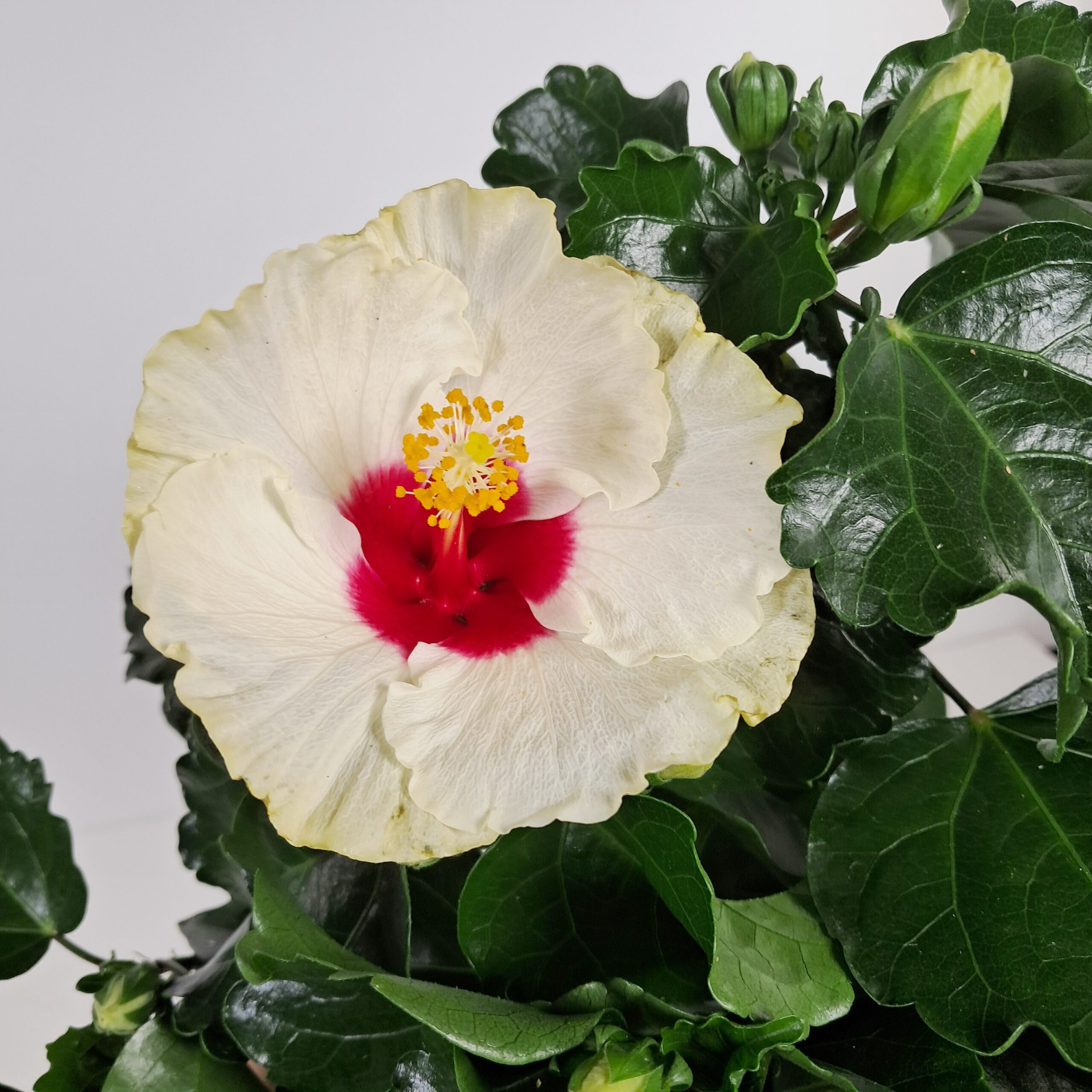 Kiinanruusu 'Boreas White' p13 - Image 2
