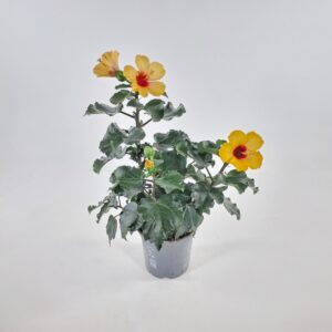 Kiinanruusu 'Petit Orange' p13