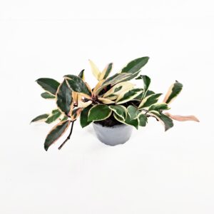 Posliinikukka 'Flamingo Dream' p12