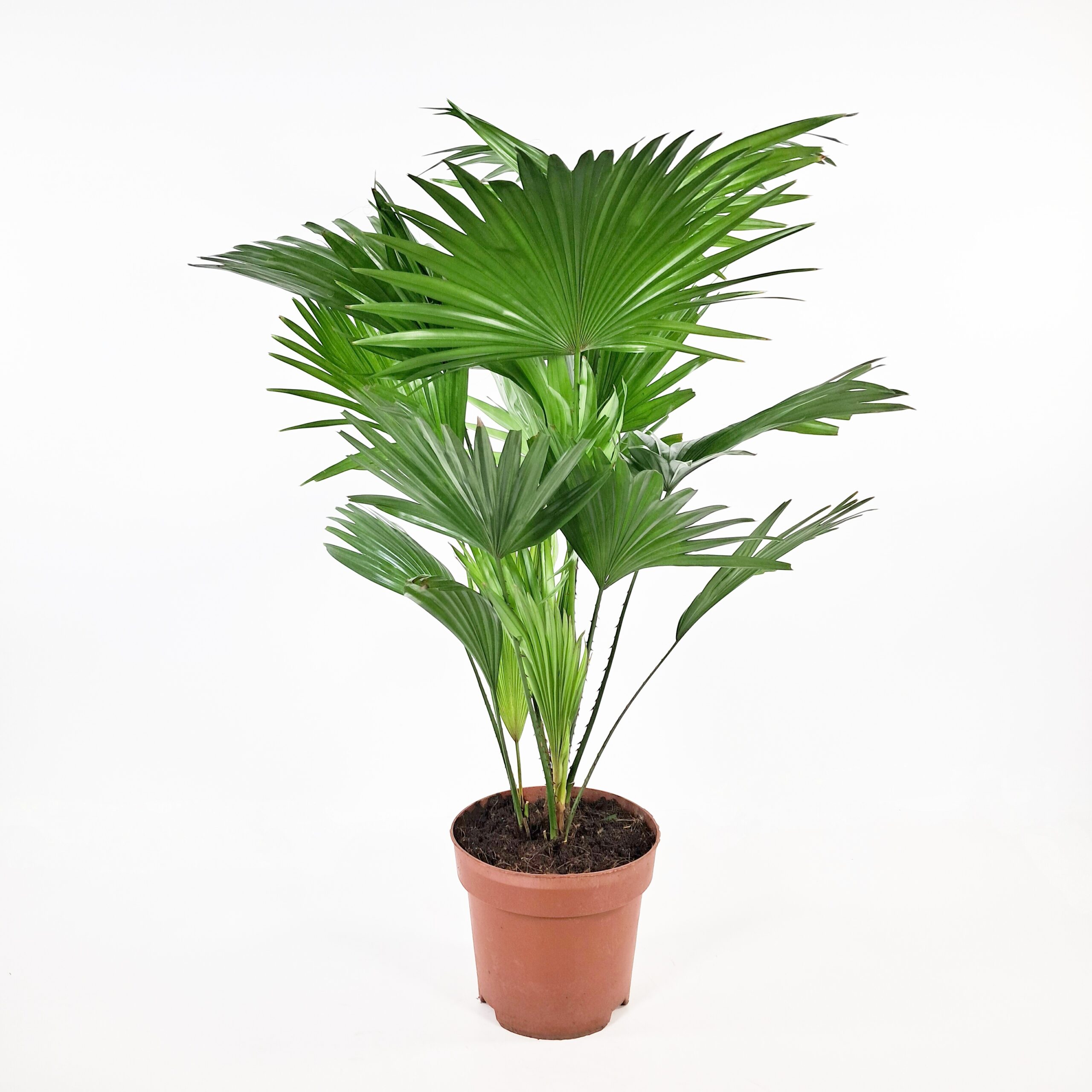 Balinsädepalmu 60-70cm