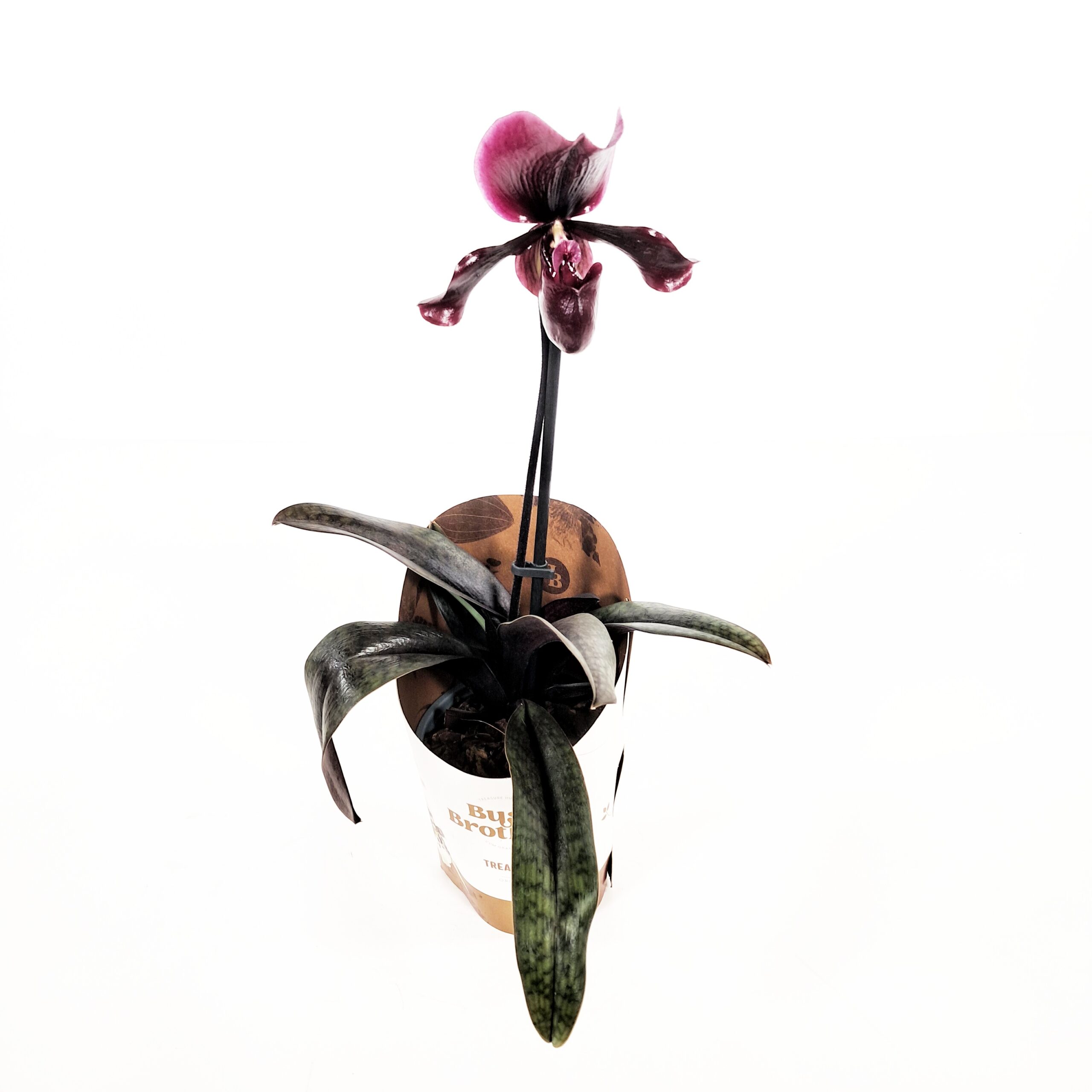 Venuksenkenkä 'Black Jack' p9