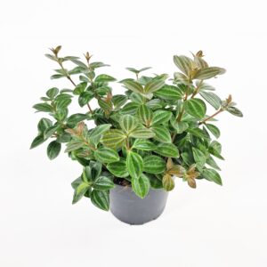 Muorinkukka 'Rocca Vivace' p10,5