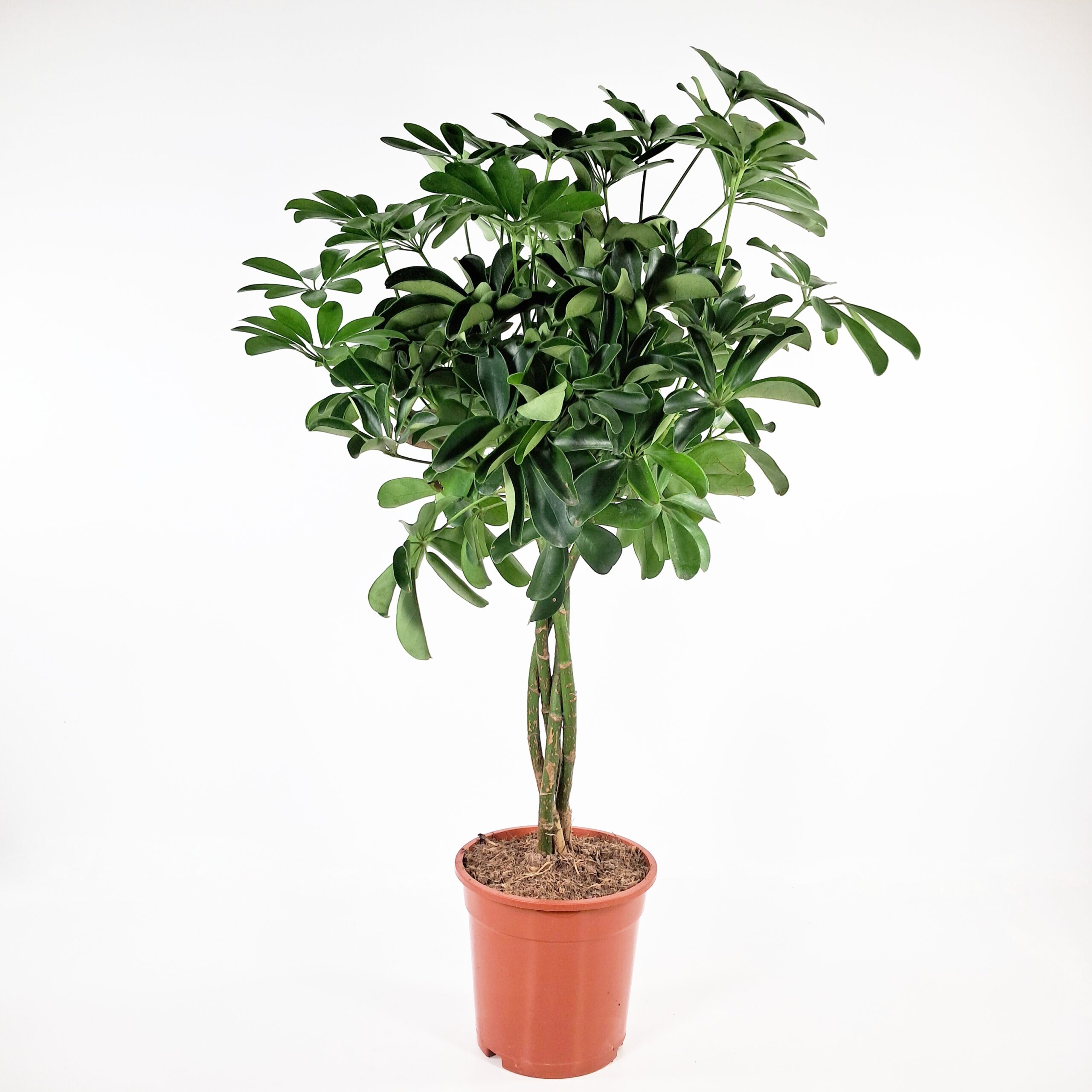 Liuska-aralia rungollinen 'Nora' 70-80cm