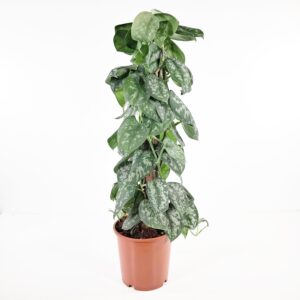Hopeaköynnös 'Trebie' tuettu 80cm