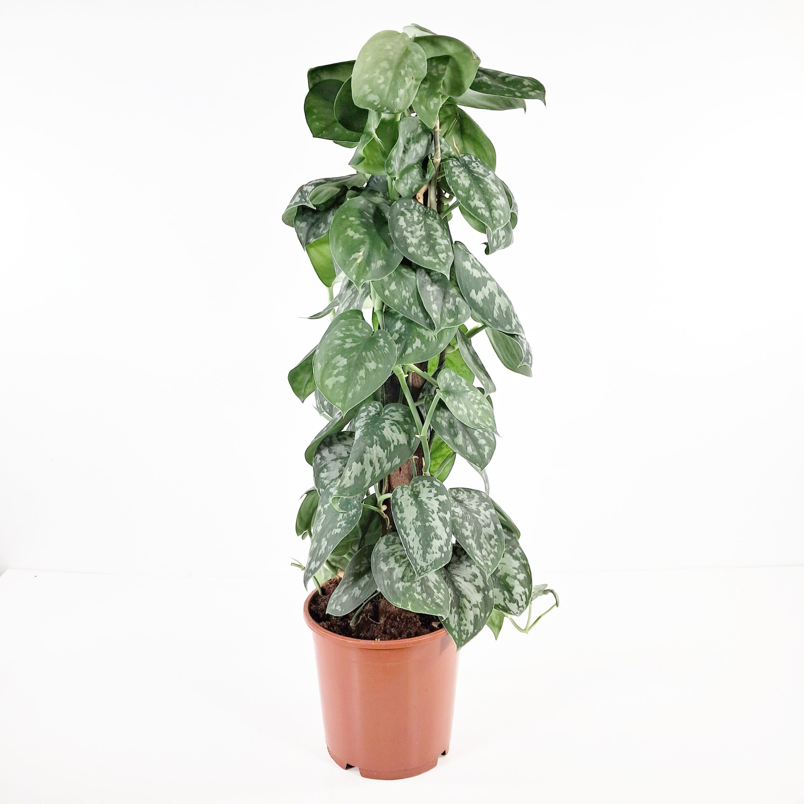 Hopeaköynnös 'Trebie' tuettu 80cm