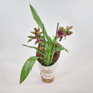 Zygopetalum-orkidea p12