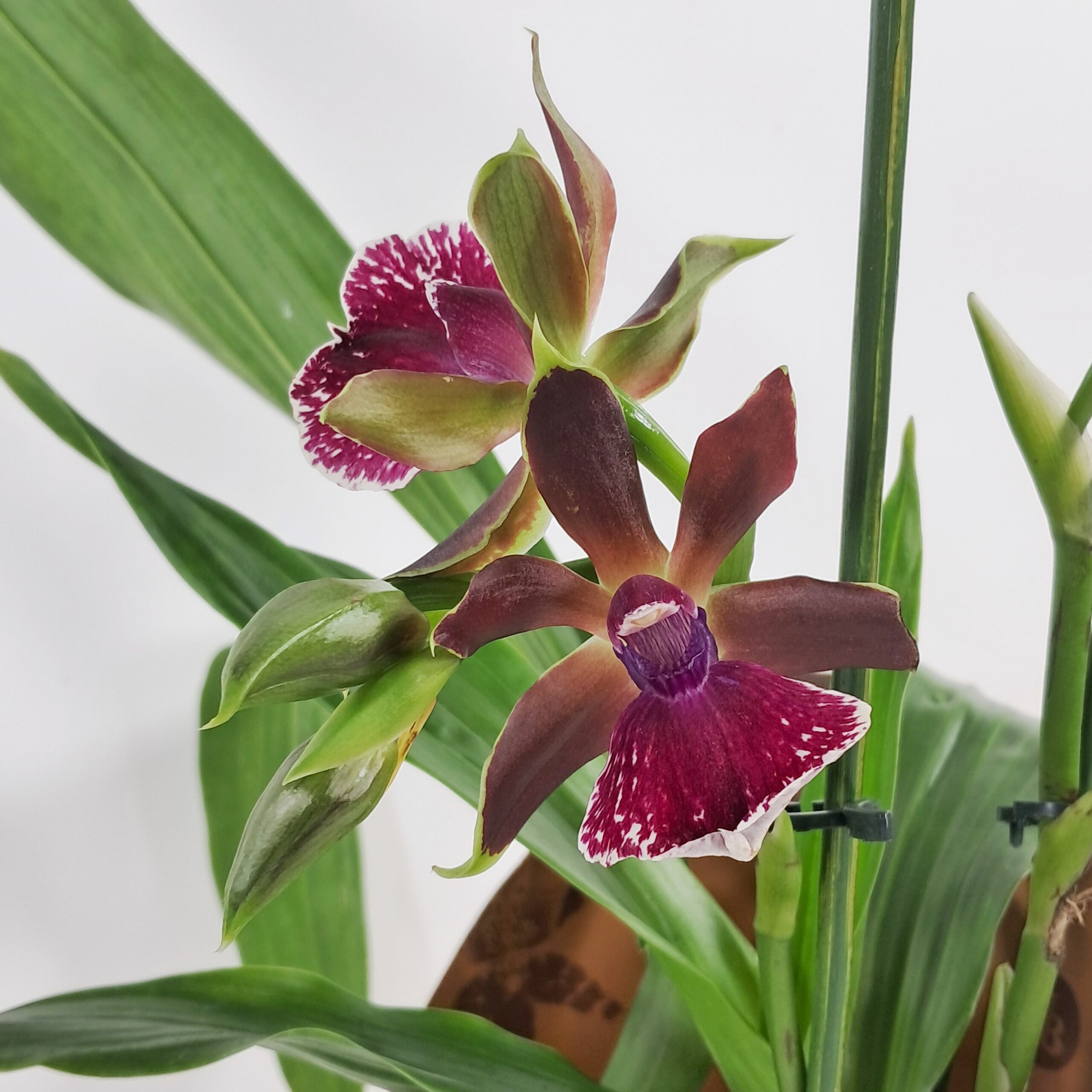 Zygopetalum-orkidea p12 - Image 2