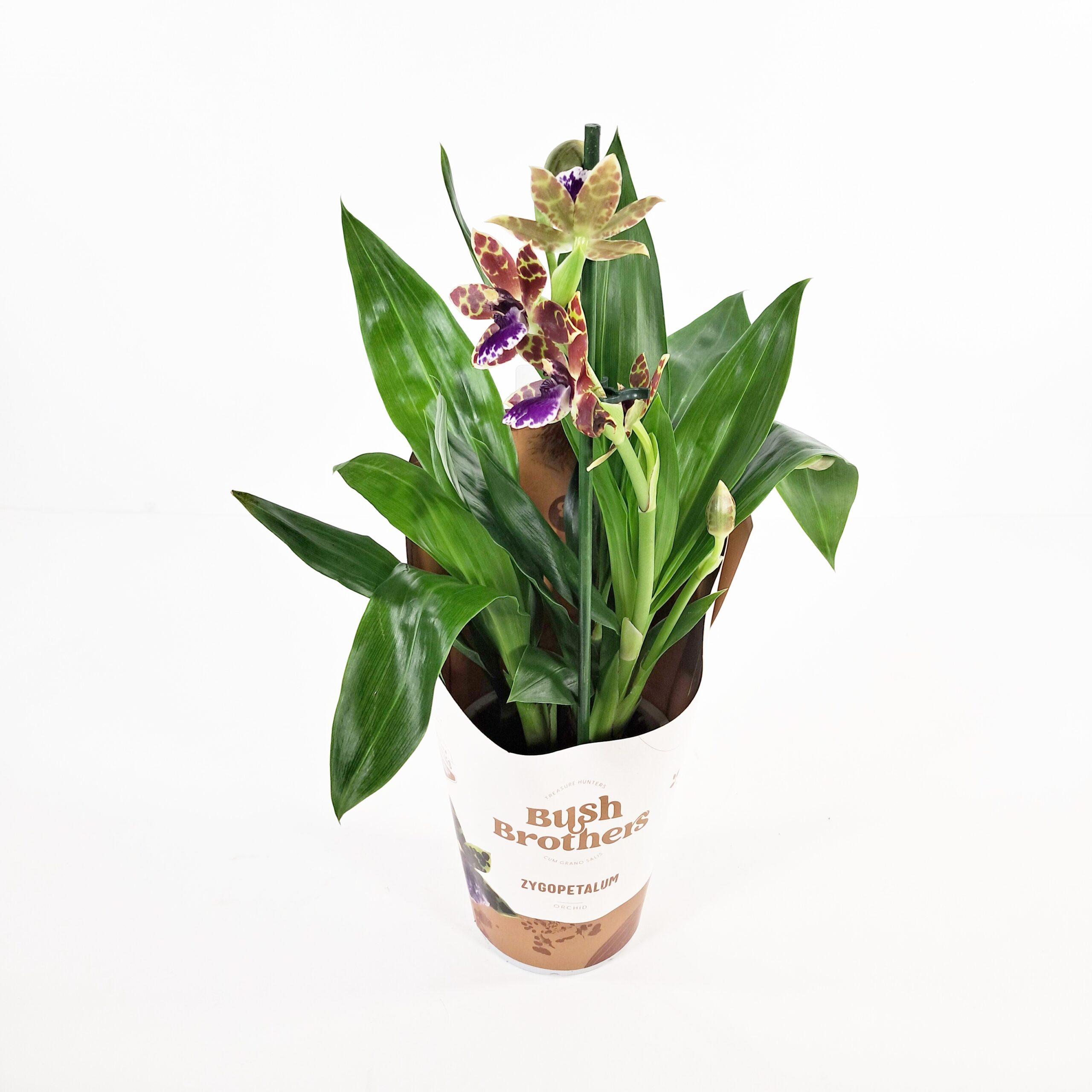 Zygopetalum-orkidea p12 - Image 3