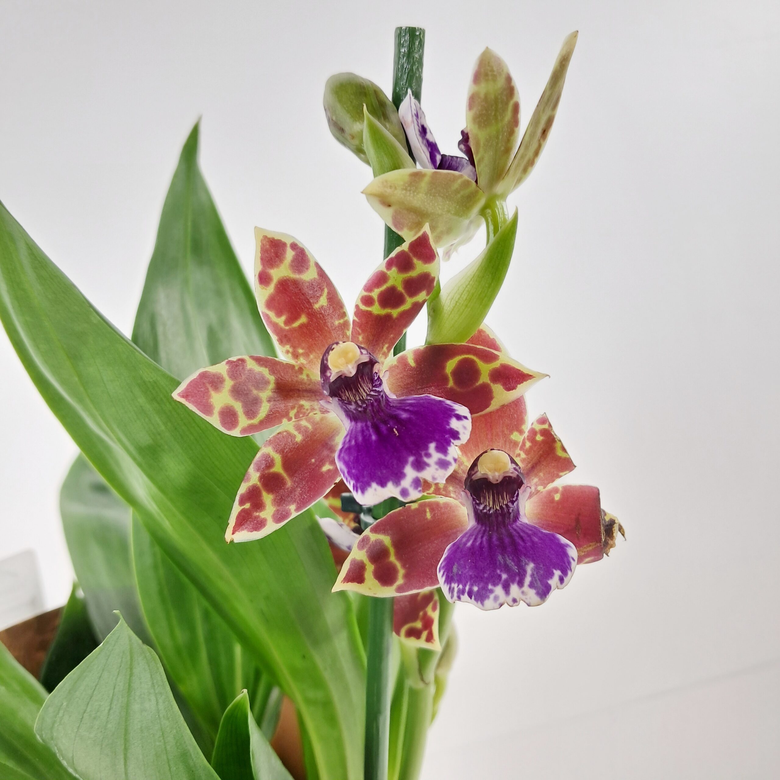 Zygopetalum-orkidea p12 - Image 4