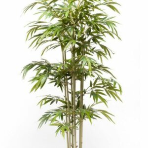 Bambu 150cm ruukussa