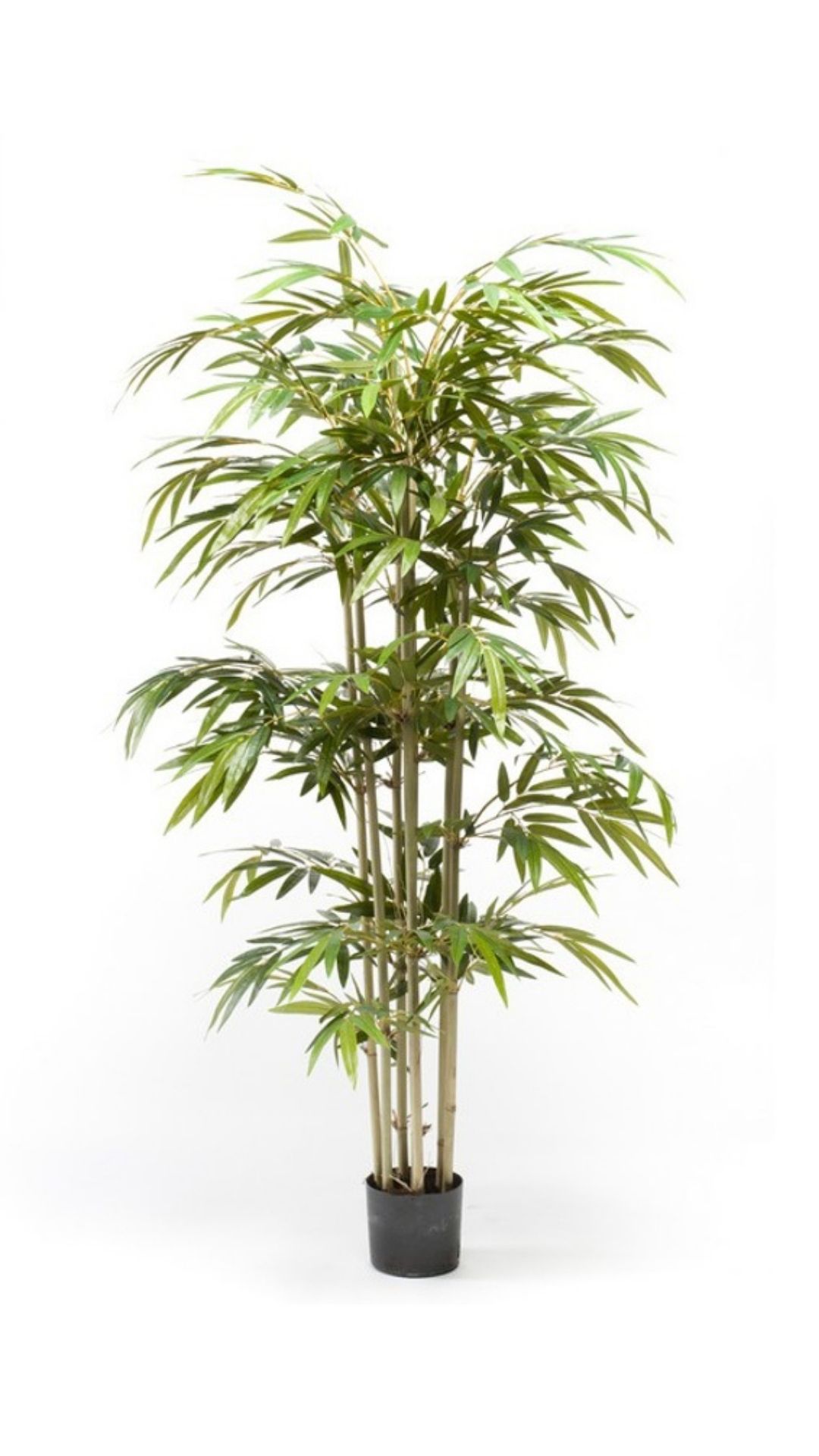 Bambu 150cm ruukussa