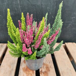 Calluna Beauty Ladies Sunny Swirl p12