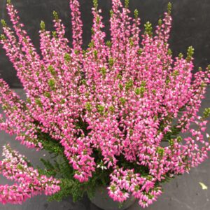 Calluna Beauty Ladies p13