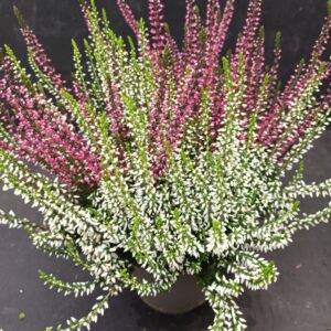 Calluna Garden Girls Twin Girls p13