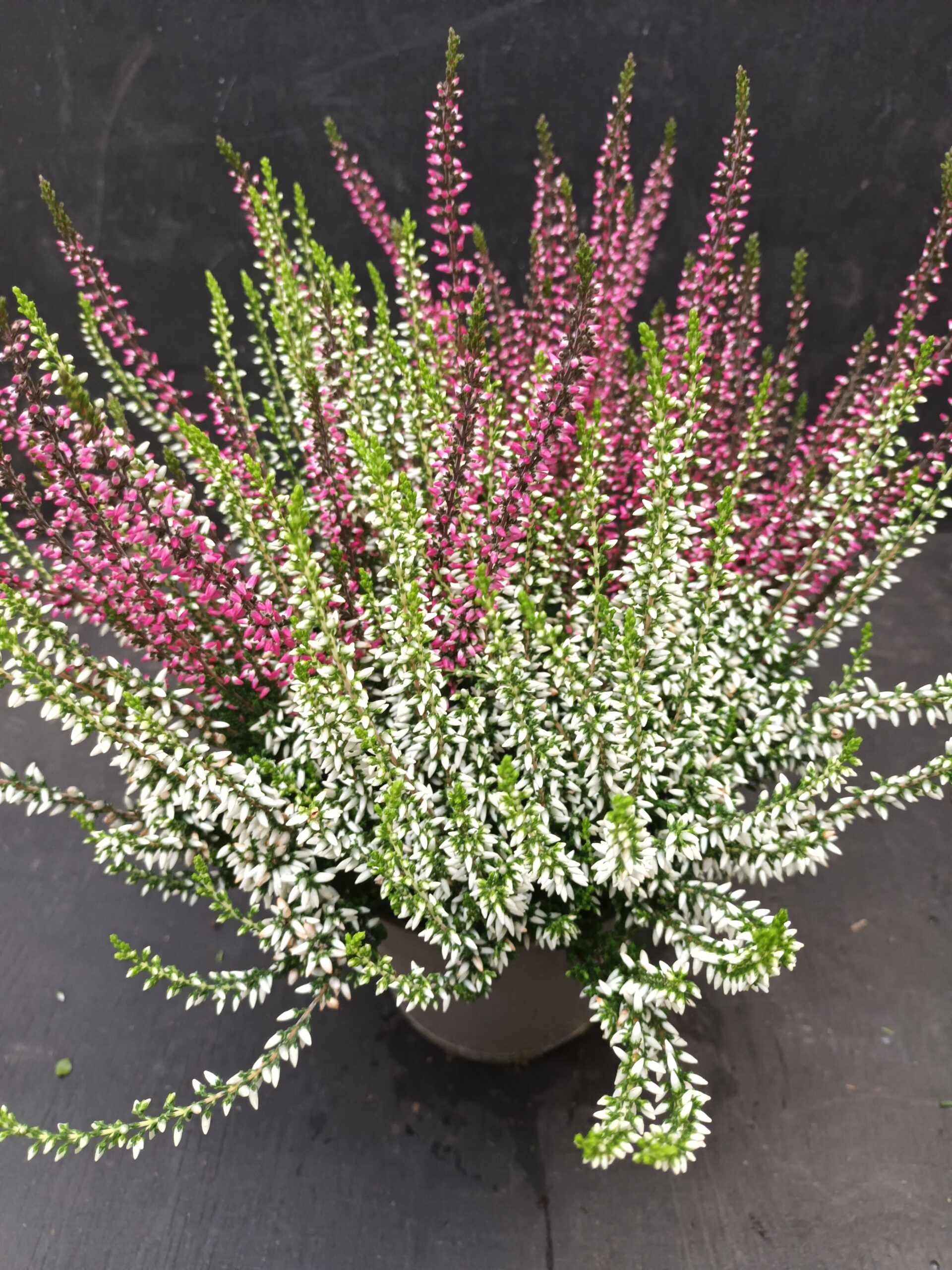 Calluna Garden Girls Twin Girls p13