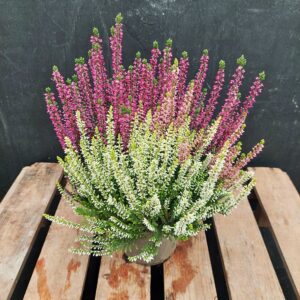 Calluna Garden Girls Vanilla Plum p13