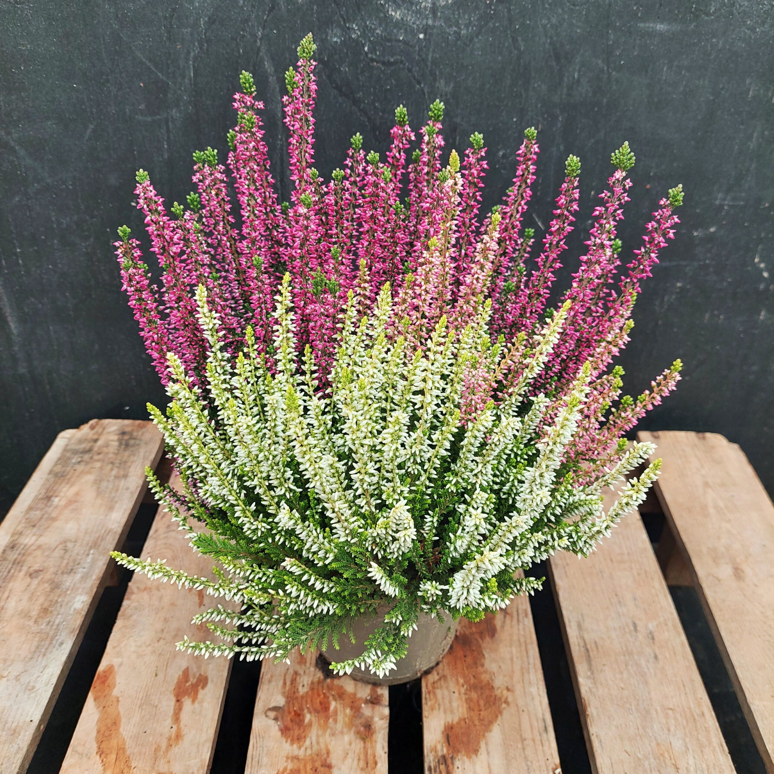 Calluna Garden Girls Vanilla Plum p13