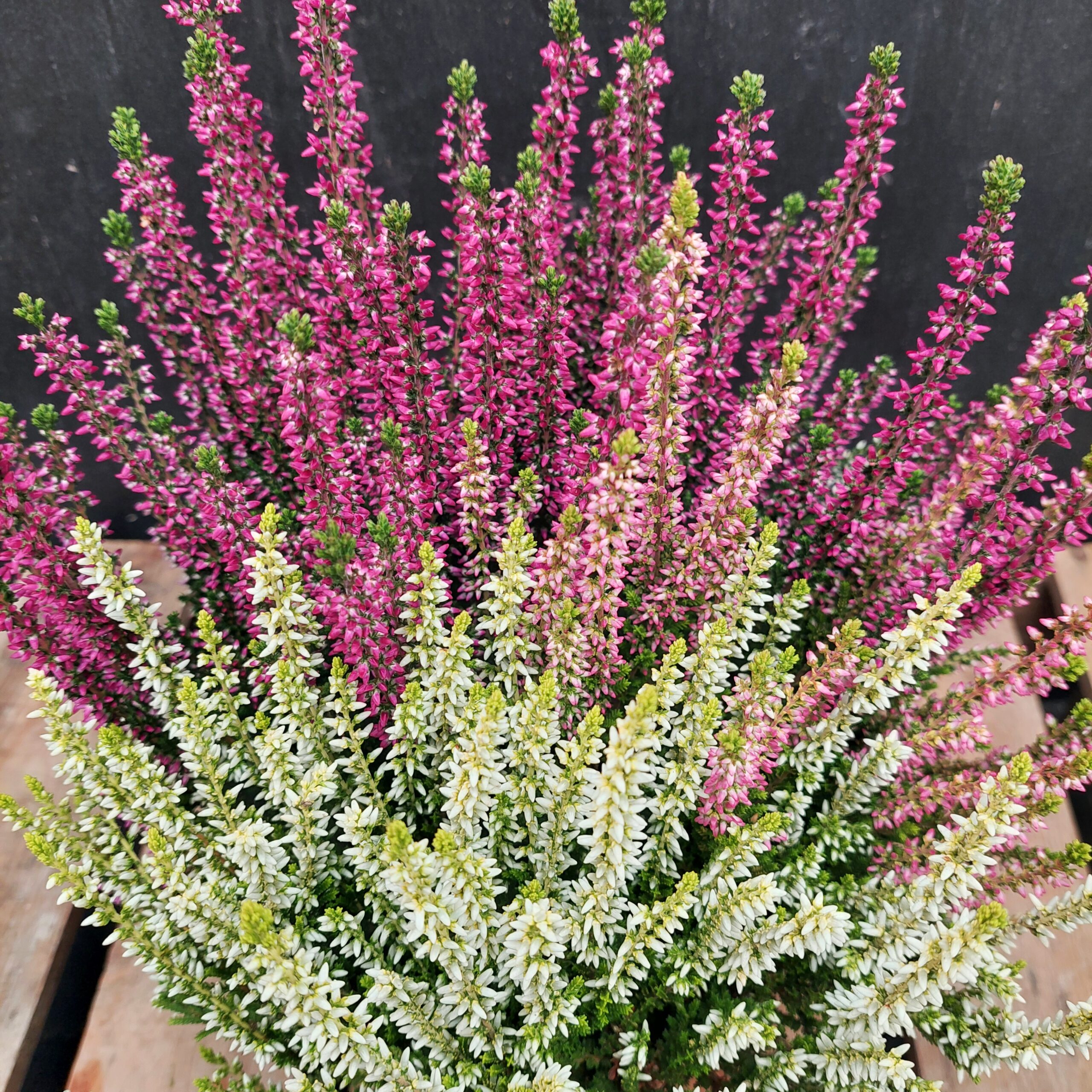 Calluna Garden Girls Vanilla Plum p13 - Image 2