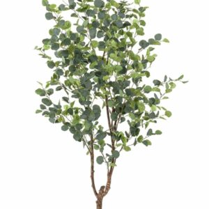 Eucalyptuspuu 180cm