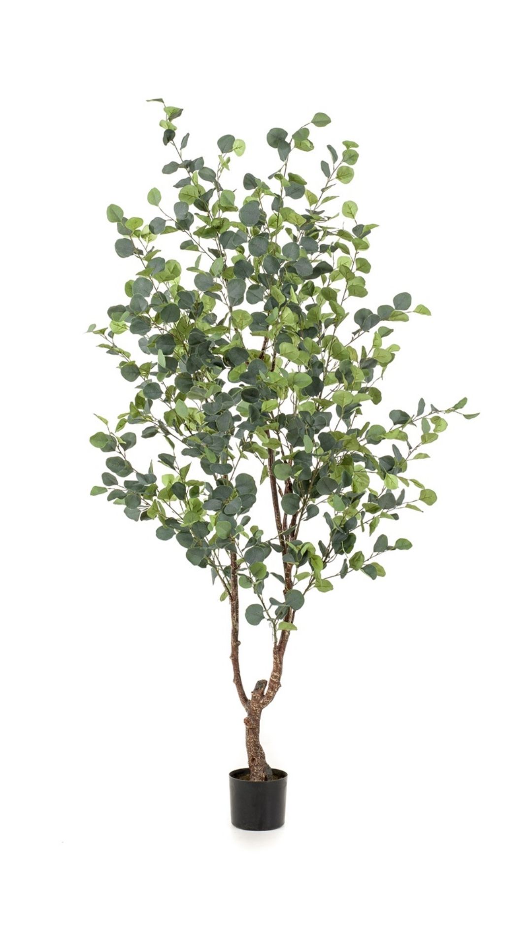 Eucalyptuspuu 180cm