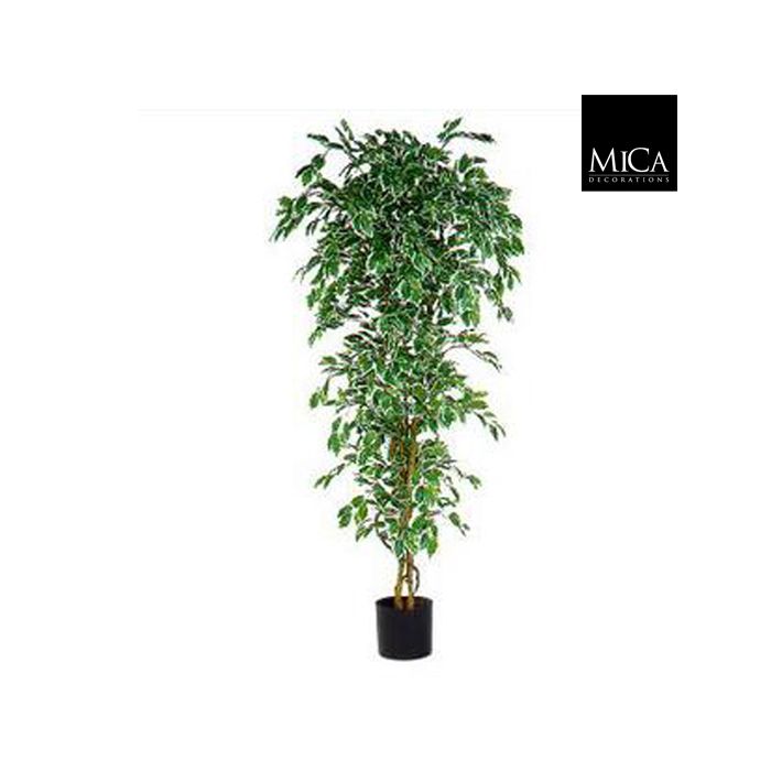 Ficus ruukussa kirjava 210cm