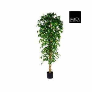 Ficus ruukussa vihreä 210cm