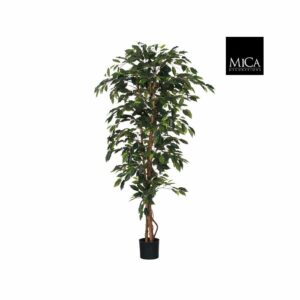 Ficus tumman vihreä 180cm