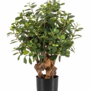 Fikus Panda 70cm ruukussa