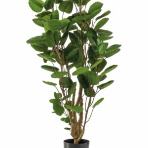 Hopea-aralia 105cm