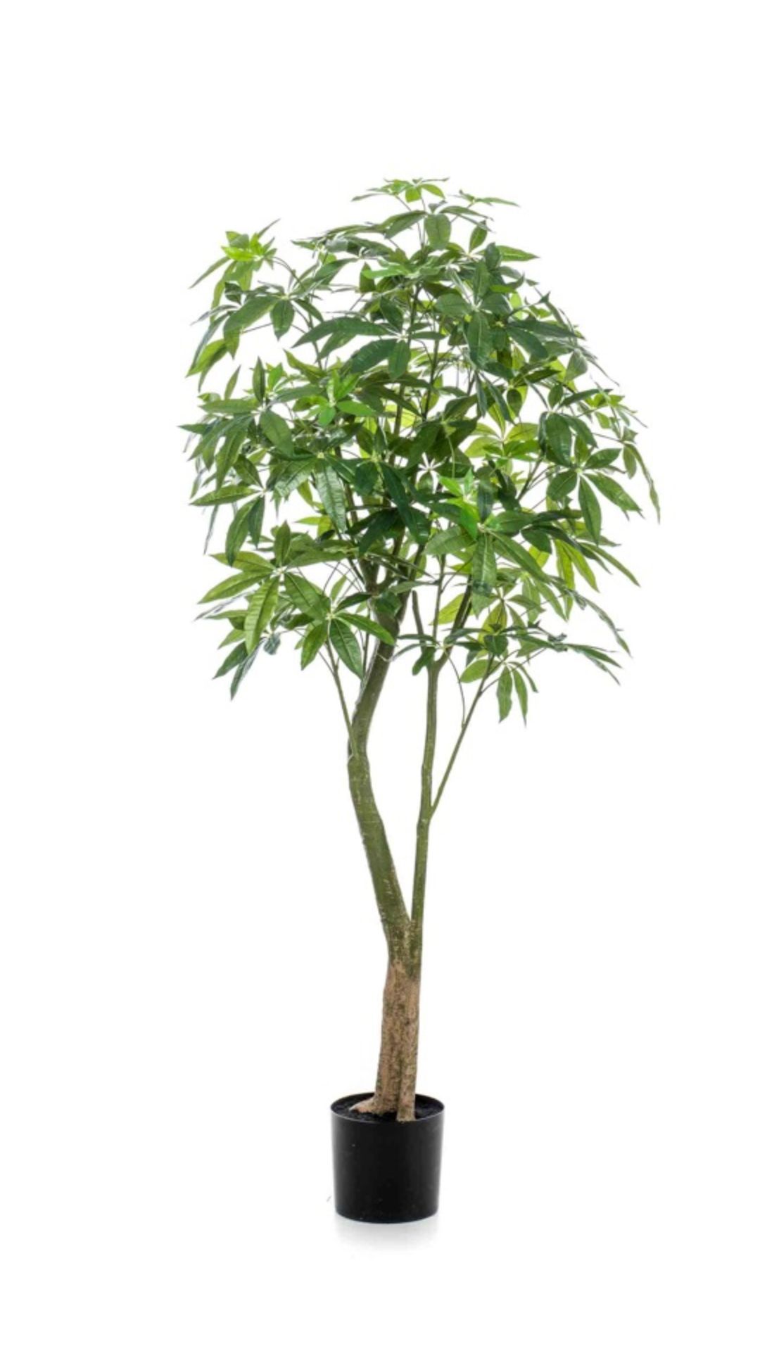 Kastanjasutipuu 180cm