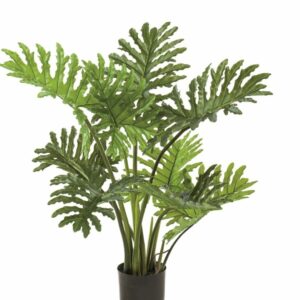 Köynnösvehka selloum 80cm