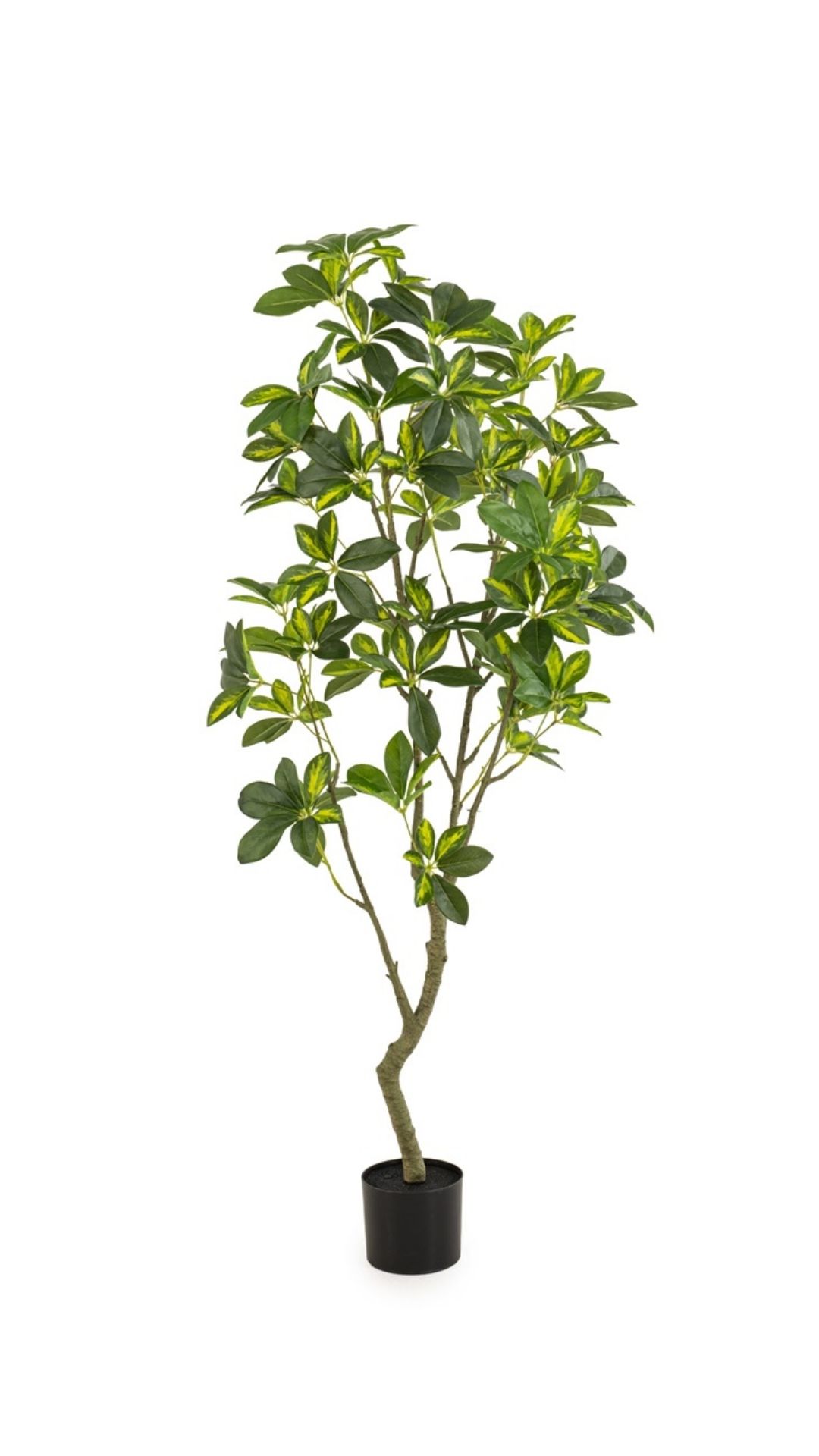 Liuska-aralia 150cm vihreä/keltainen
