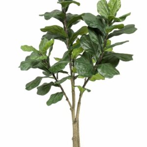Lyyraviikuna 180cm