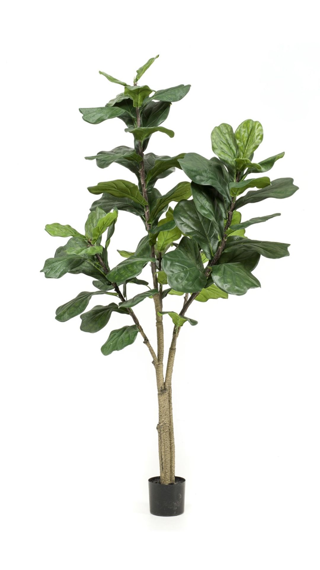 Lyyraviikuna 180cm