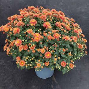 Nuppulan Pallokrysanteemi p19 oranssi