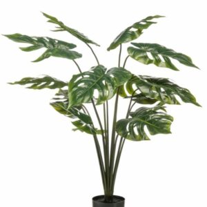 Peikonlehti 95cm ruukussa